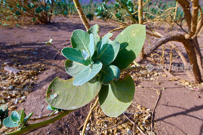 Calotropis procera Fuerteventura。